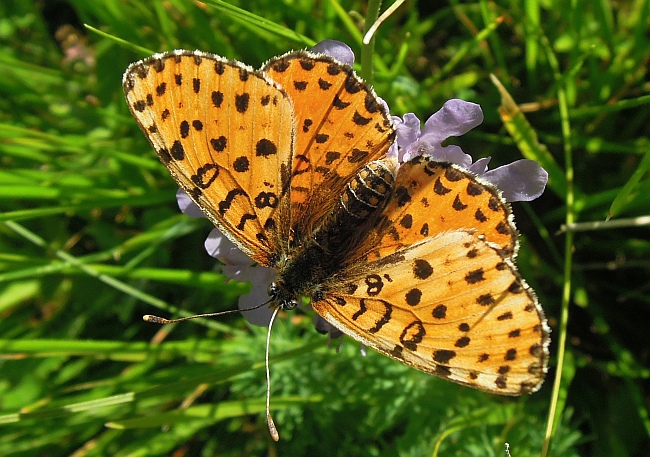 melitaea ...?